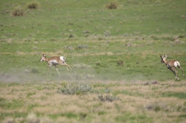 pronghorn antilop buckchasing doe