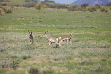 pronghorn antilop dolar