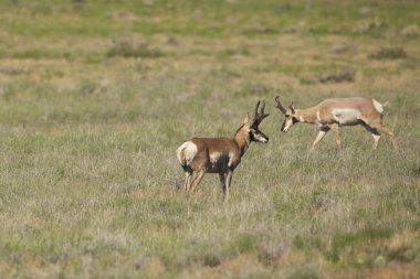 pronghorn antilop dolar