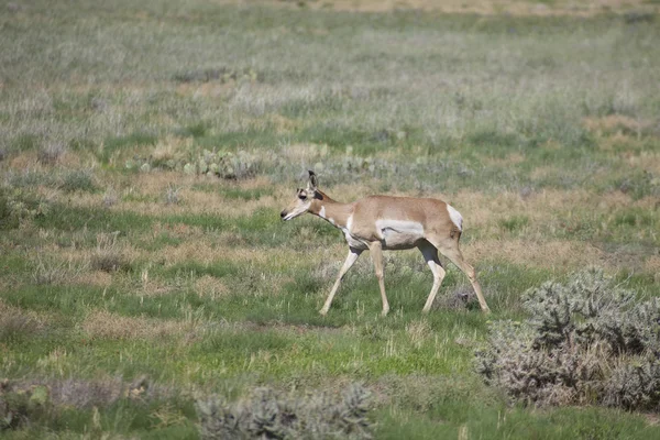 Gaffelbok antelope doe — Stockfoto