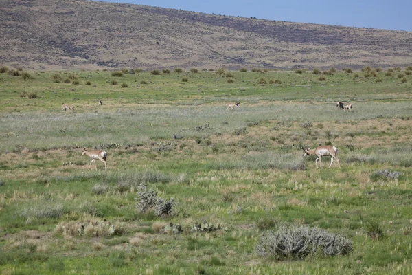 Villásszarvú antilop antilop — Stock Fotó