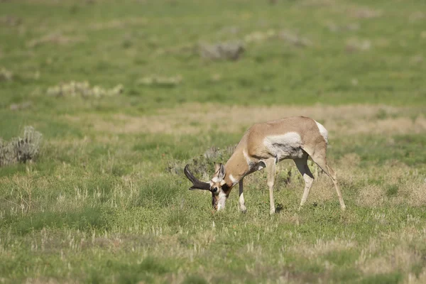 Gaffelbok antelope buck grazen — Stockfoto