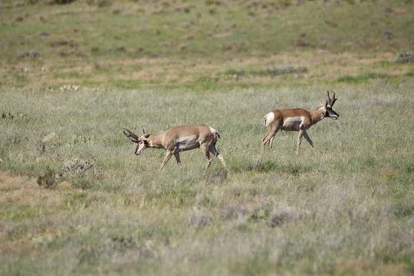 Pronghorn Antelope Bucks — Stock Photo, Image