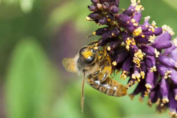 Biene sammelt Nektar aus einer Veilchenblüte — Stockfoto