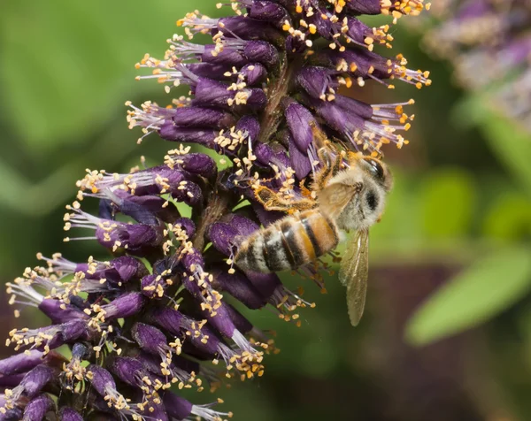 Biene sitzt auf einer Blume. — Stockfoto