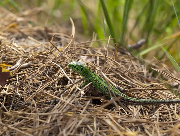 Green lizard on dry needles — Stock Photo, Image