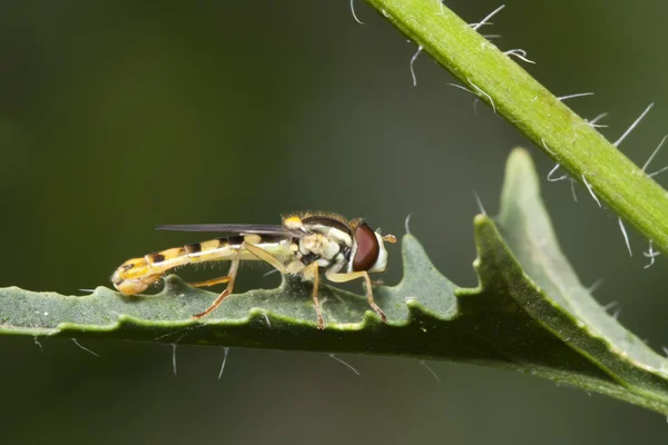 Gelbe Fliege auf einer Pflanze. Makroshooting — Stockfoto