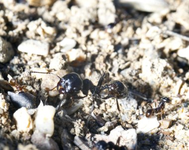bir karınca kum üzerinde macroshooting