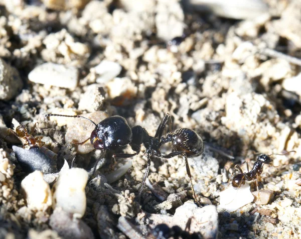 Macroshooting di una formica sulla sabbia — Foto Stock