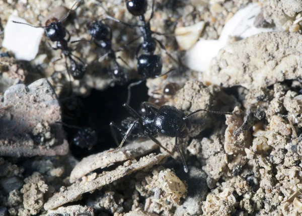 La hormiga deja una abertura en la tierra. Macro — Foto de Stock