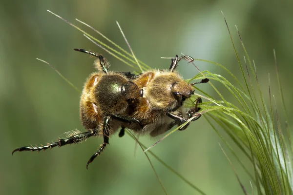 Два сцепляющихся жука. Макро — стоковое фото