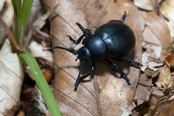 Großer schwarzer Käfer auf einem Blatt. Makroshooting — Stockfoto