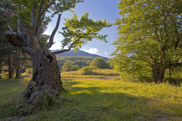 Літній пейзаж з деревом — стокове фото
