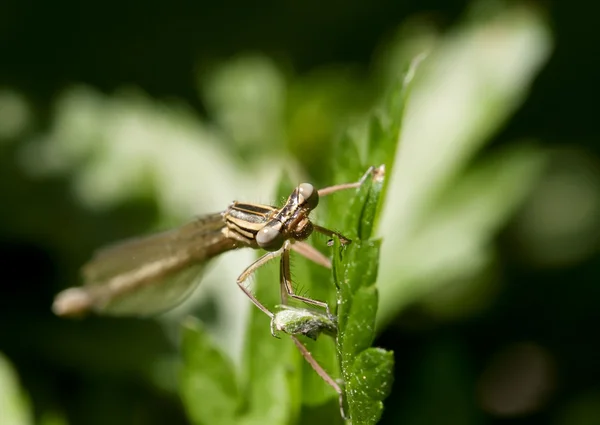 Dragonfly κάθεται σε ένα φύλλο — Φωτογραφία Αρχείου