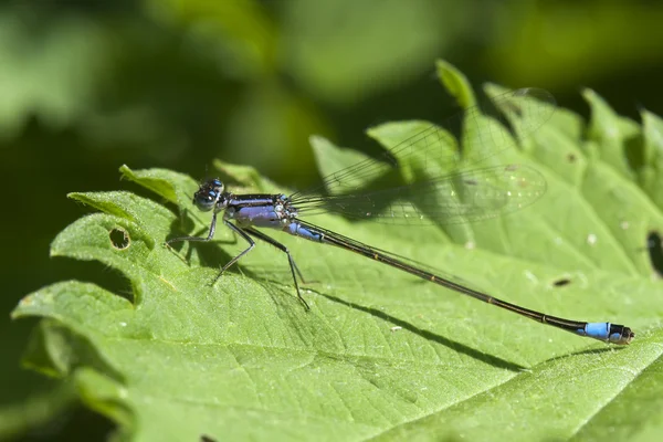 Blaue Libelle auf einem grünen Blatt. Makro — Stockfoto