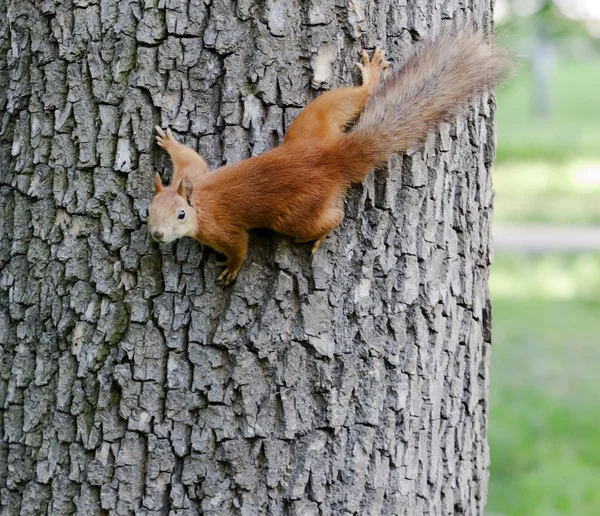 Esquilo em um tronco de árvore Fotos De Bancos De Imagens