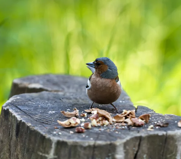 Oiseau assis sur un talon avec des noix fendues — Photo