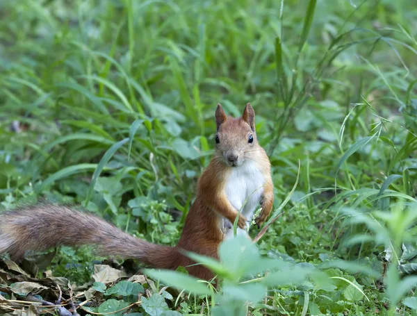 Rode eekhoorn in een groene gras — Stockfoto