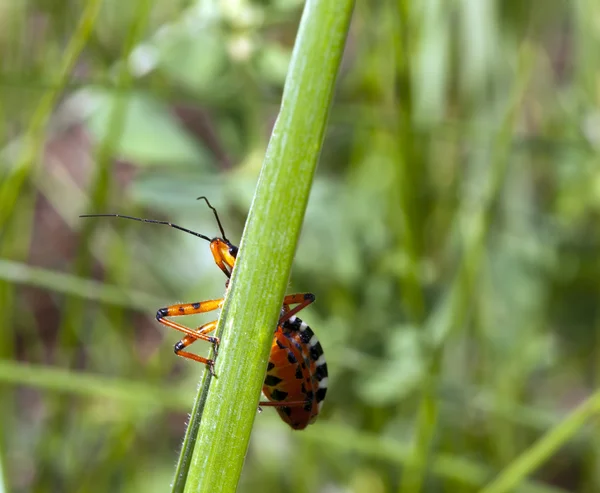 O inseto listrado vermelho se esconde atrás de um caule. Macro — Fotografia de Stock