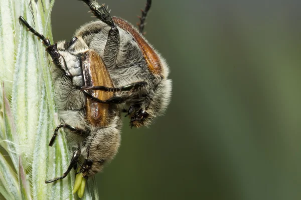 Dois insetos desgrenhados se unem em um talo. Macro — Fotografia de Stock