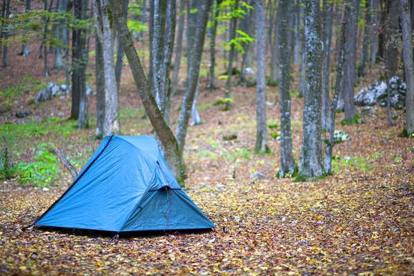 stock image Tourist tent in the autumn wood