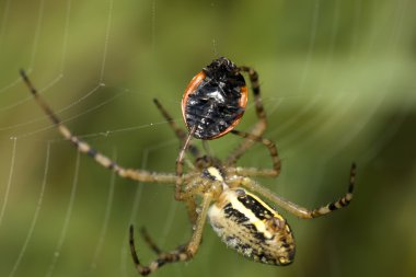 The spider caught a ladybug clipart