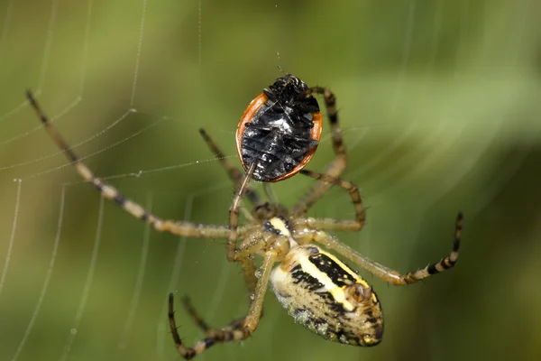 Edderkoppen fangede en mariehøne - Stock-foto