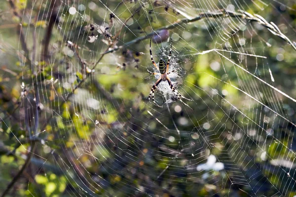 Webben med en spindel i centrum — Stockfoto
