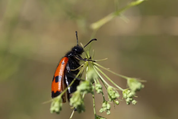 Bug con armadura roja en una flor — Foto de Stock