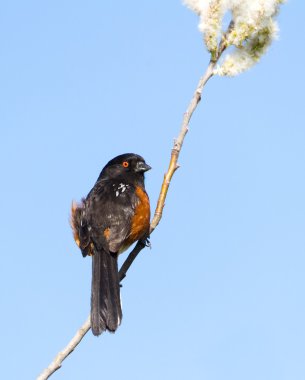 Benekli towhee