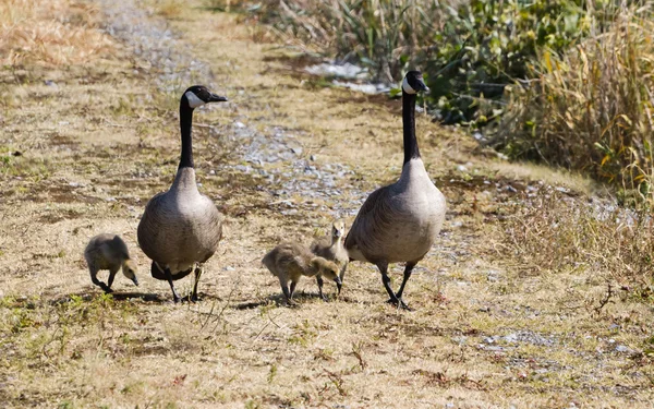 Канада гусей сім'ї — стокове фото