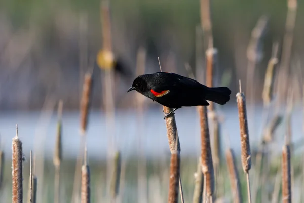 Červená okřídlená blackbird — Stock fotografie