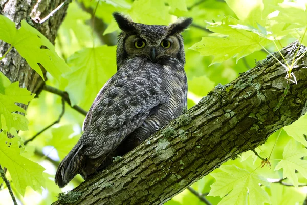 Great Horned Owl — Stockfoto