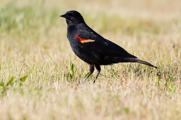 Burung hitam sayap merah — Stok Foto