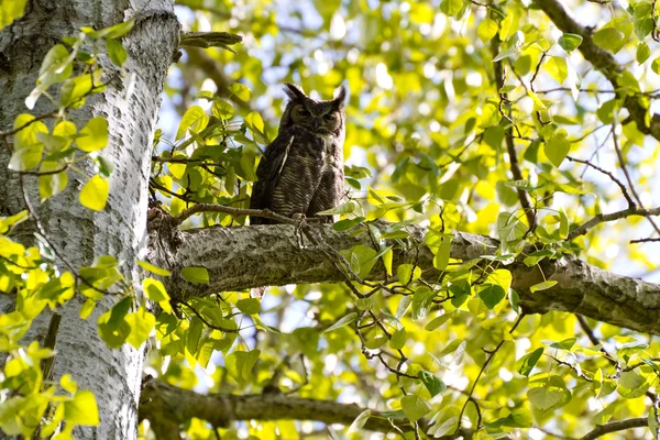 大角鸮 — 图库照片