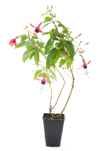 Fuschia flower — Stock Photo, Image