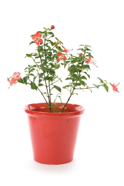 Fuschia kwiat — Zdjęcie stockowe