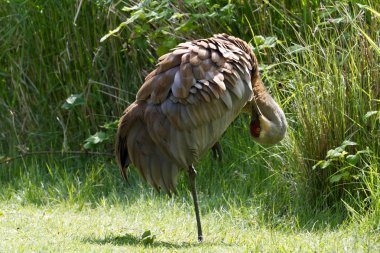 Sandhill Crane