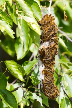 Tent caterpillar