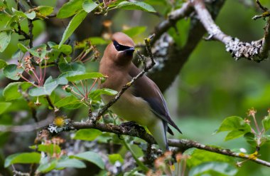 Cedar Waxwing clipart