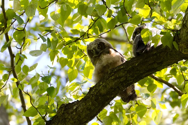 若い大角フクロウ — ストック写真