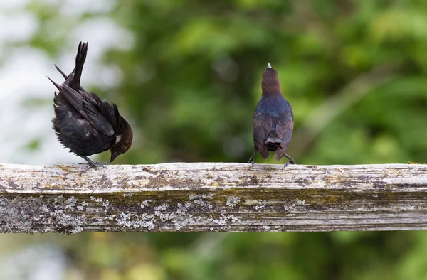 Cowbird de cabeza marrón —  Fotos de Stock