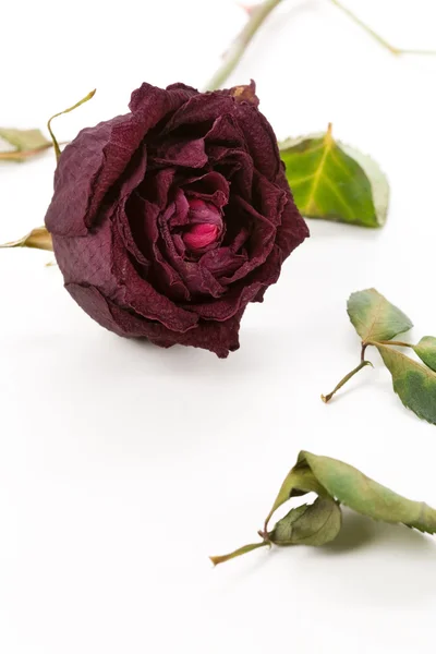 Rosa morta — Fotografia de Stock