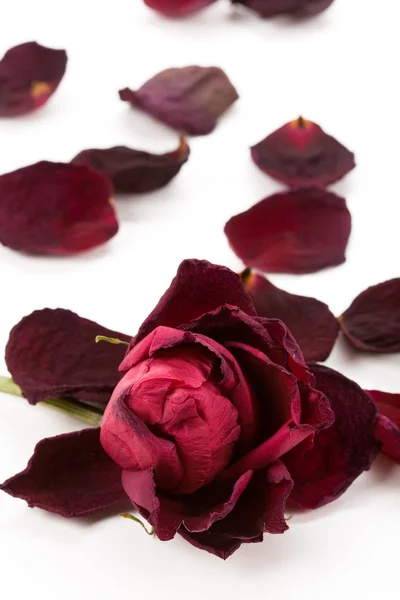 朵枯萎的玫瑰 — 图库照片