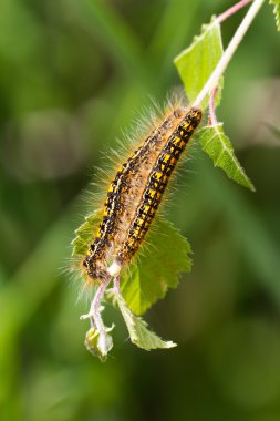 Tent caterpillar