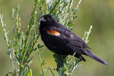 Red wing blackbird clipart