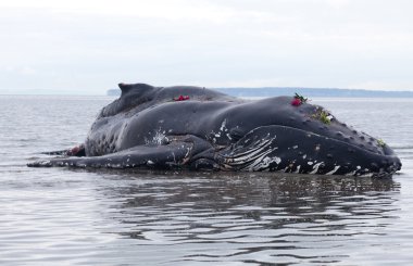 Juvenile Humpback whale washes ashore and died clipart