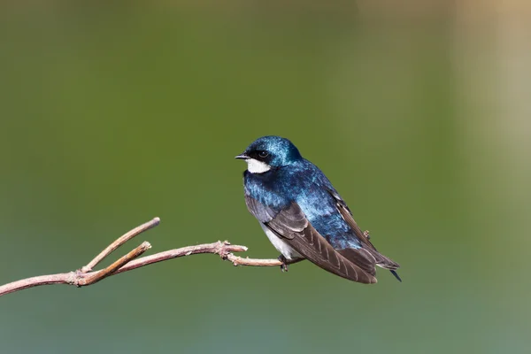 Tree Swallow — Stock Photo, Image