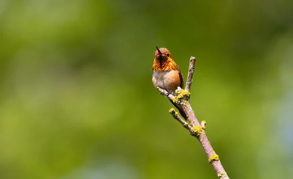 Rufsig kolibri — Stockfoto