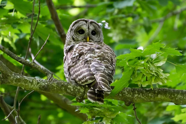 Barred Owl — Stock Photo, Image